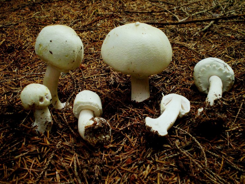 Agaricus forse essettei